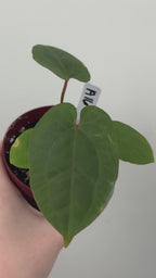 A16 Anthurium ['Antioqua' x (Carla x Bess)] x (RVDP x Kuna)