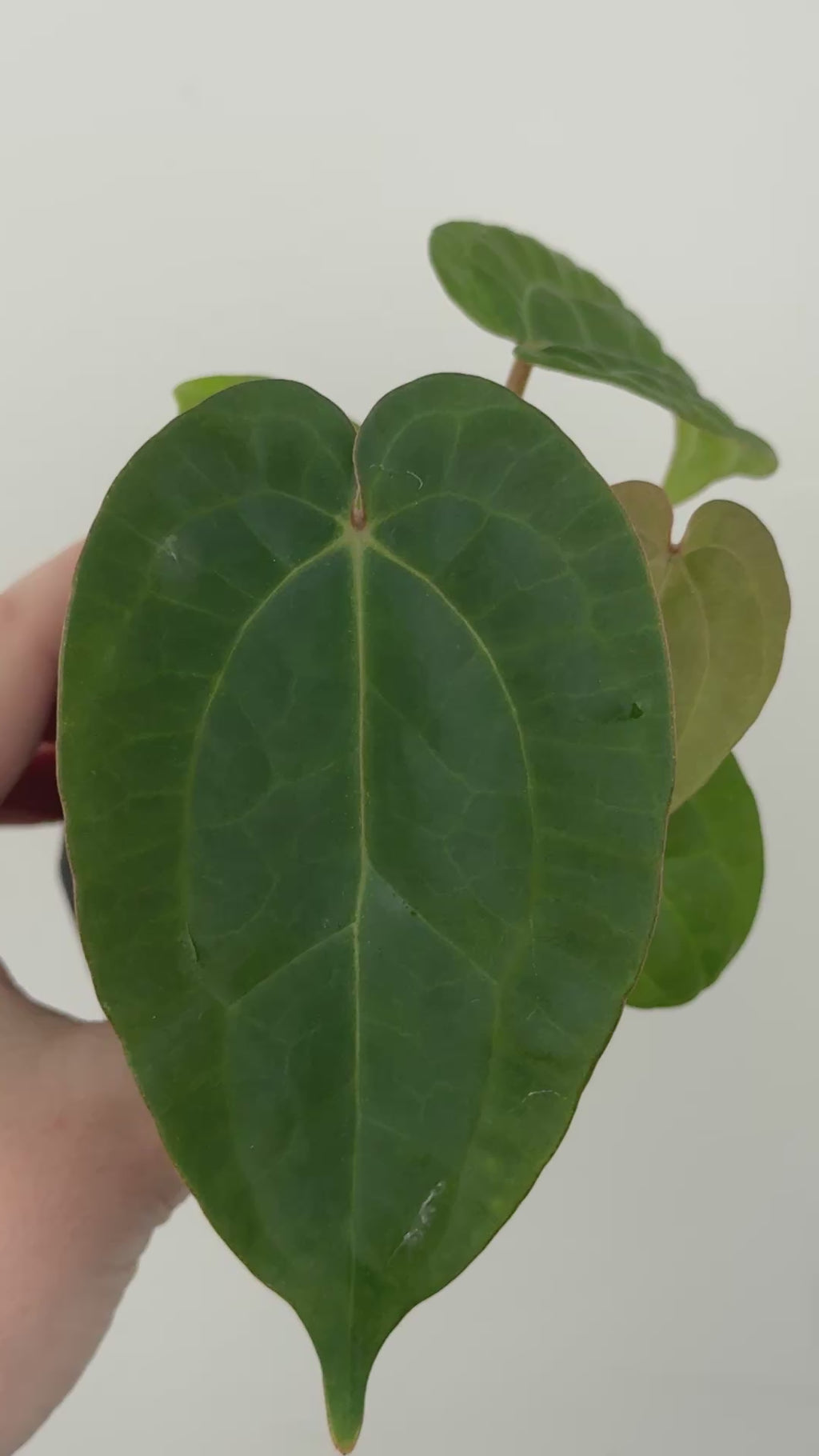 A4 Anthurium ['Antioqua' x (Carla x Bess)] x (RVDP x Kuna)