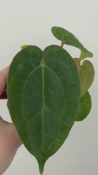 A4 Anthurium ['Antioqua' x (Carla x Bess)] x (RVDP x Kuna)