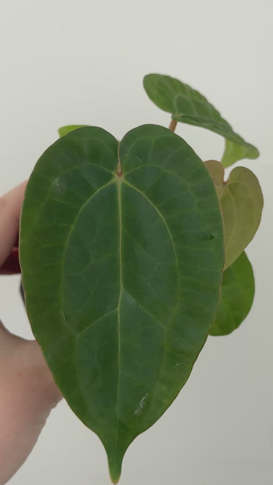 A4 Anthurium ['Antioqua' x (Carla x Bess)] x (RVDP x Kuna)