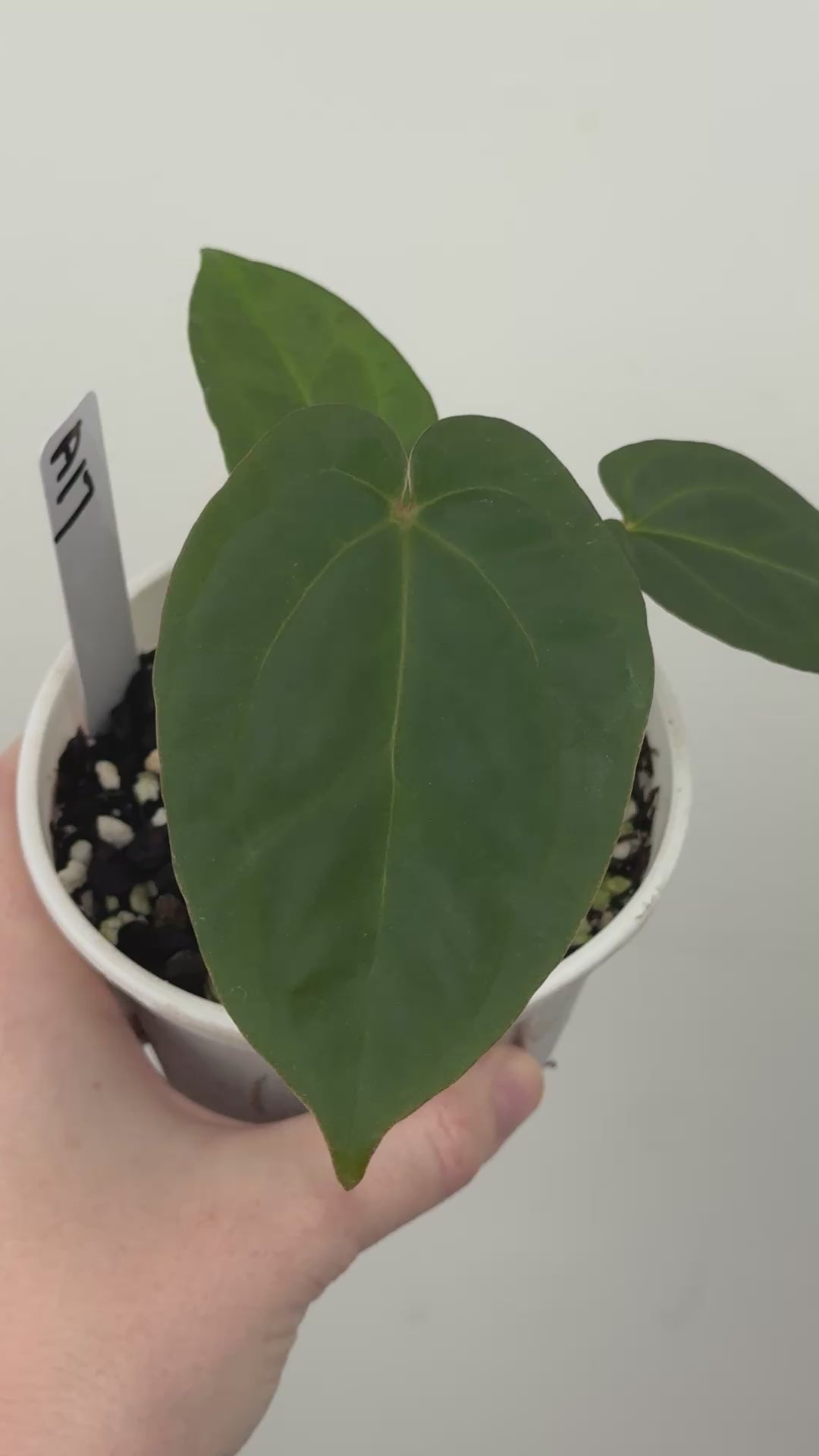 A17 Anthurium ['Antioqua' x (Carla x Bess)] x (RVDP x Kuna)