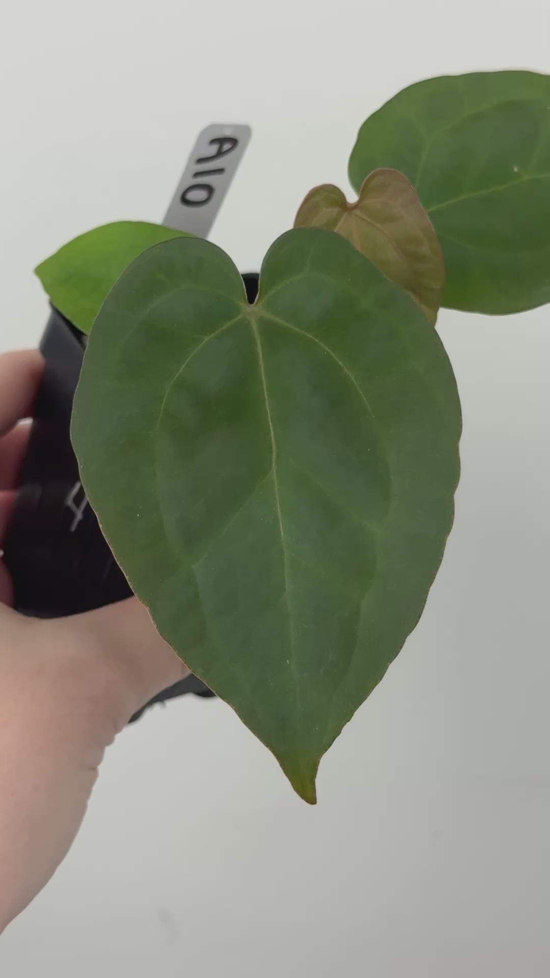 A10 Anthurium ['Antioqua' x (Carla x Bess)] x (RVDP x Kuna)