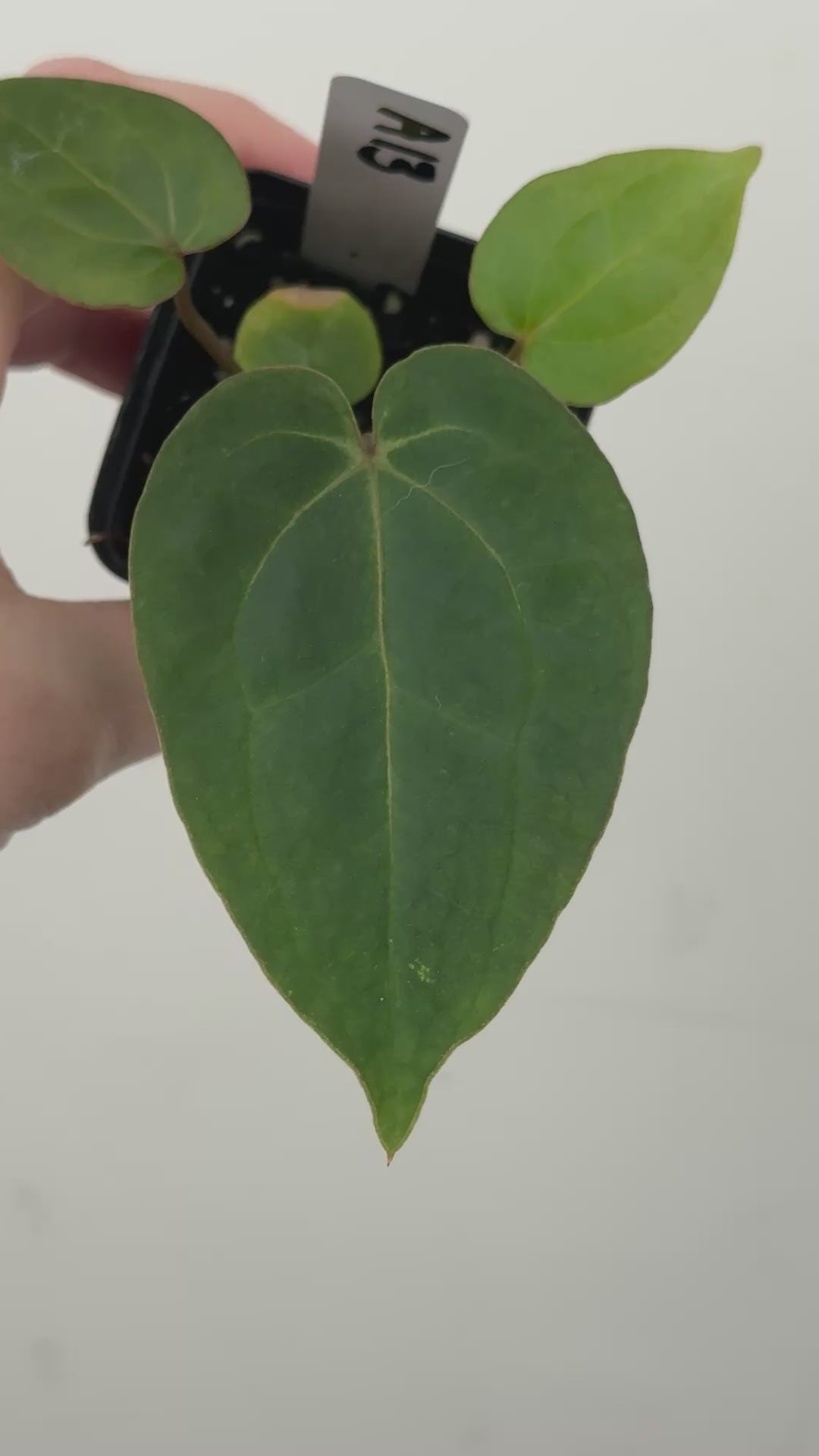 A13 Anthurium ['Antioqua' x (Carla x Bess)] x (RVDP x Kuna)