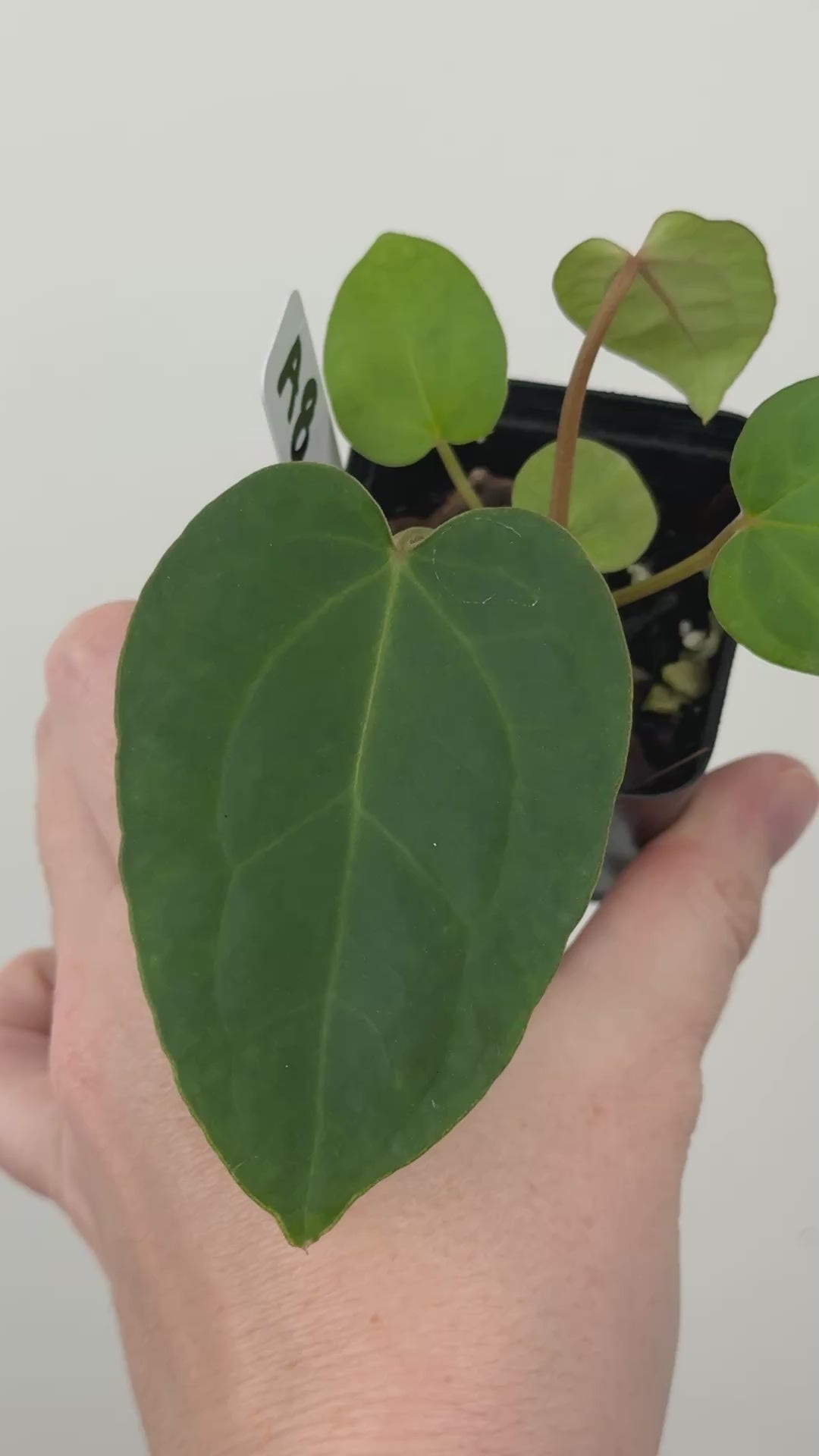 A8 Anthurium ['Antioqua' x (Carla x Bess)] x (RVDP x Kuna)