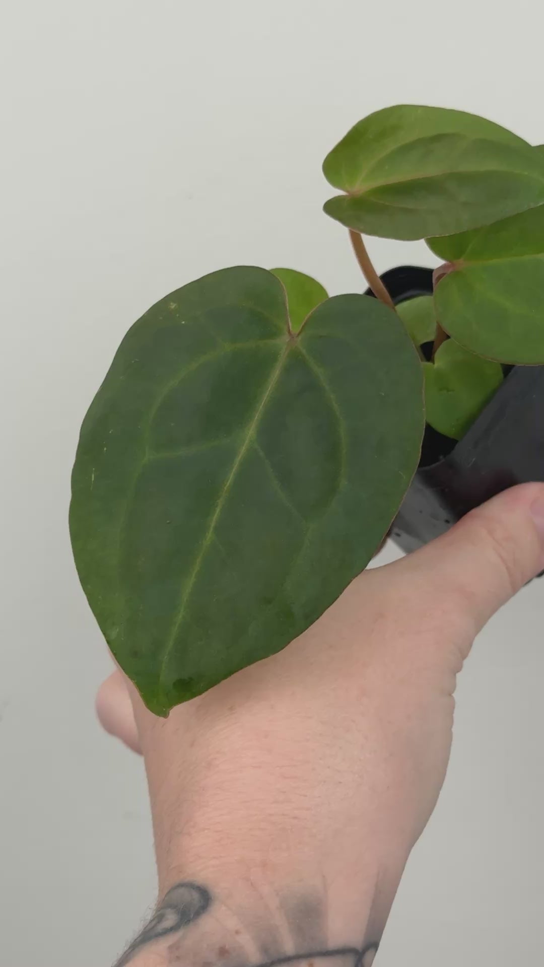 A6 Anthurium ['Antioqua' x (Carla x Bess)] x (RVDP x Kuna)