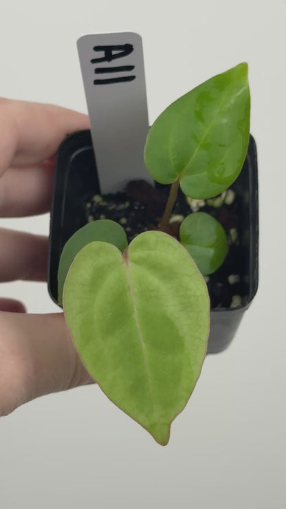 Anthurium ['Antioqua' x (Carlablackiae x Besseae AFF)] x (RVDP x Kunayalense)