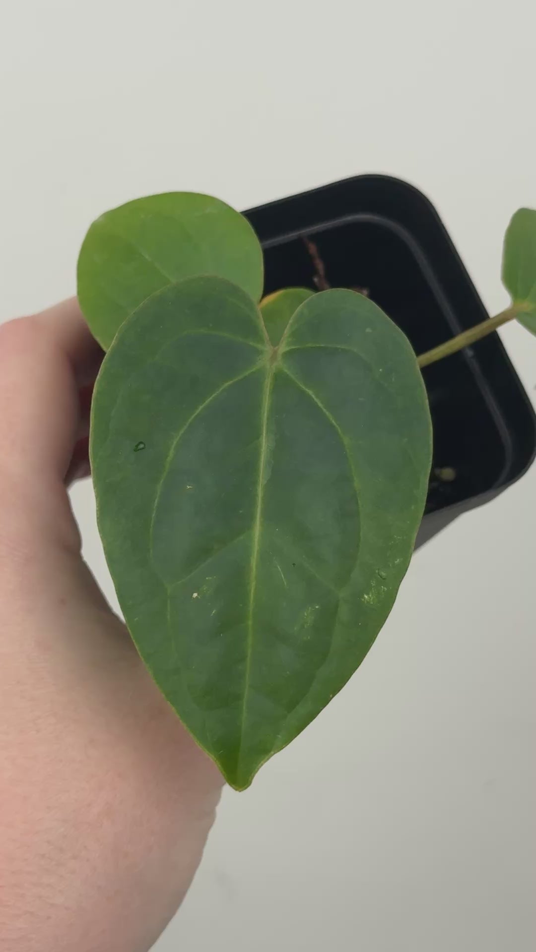 A3 Anthurium ['Antioqua' x (Carla x Bess)] x (RVDP x Kuna)