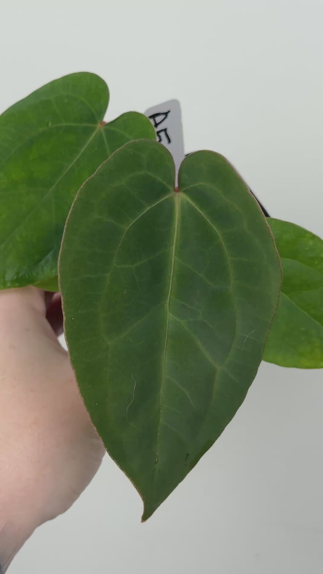 A5 Anthurium ['Antioqua' x (Carla x Bess)] x (RVDP x Kuna)