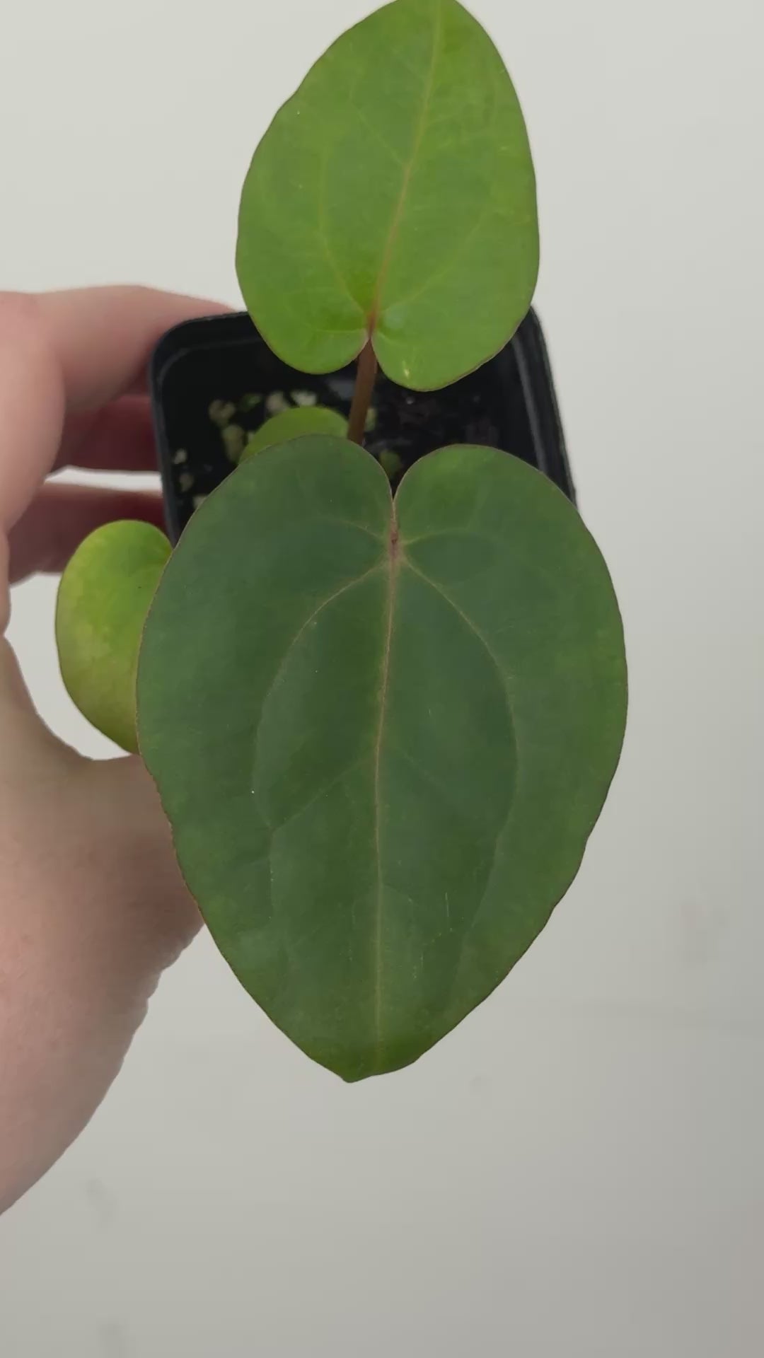 A15 Anthurium ['Antioqua' x (Carla x Bess)] x (RVDP x Kuna)