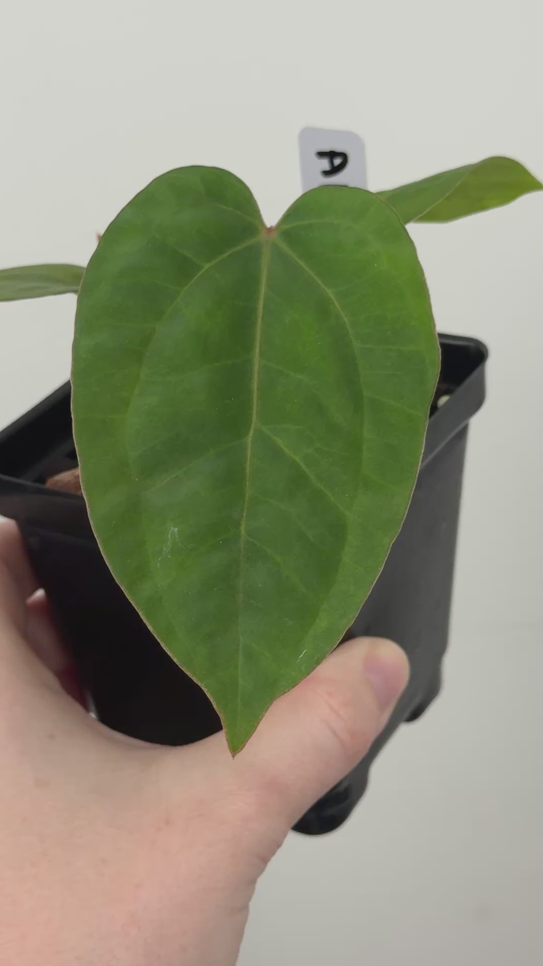 A12 Anthurium ['Antioqua' x (Carla x Bess)] x (RVDP x Kuna)