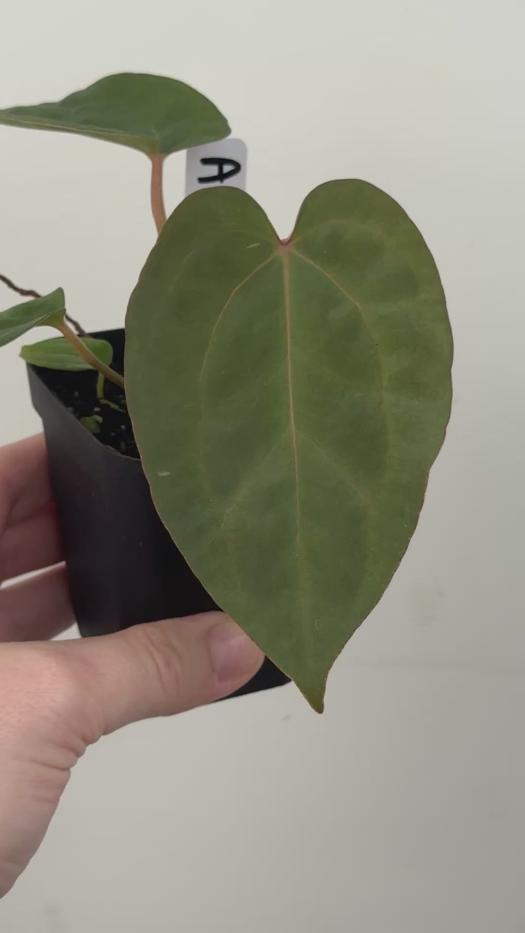 A18 Anthurium ['Antioqua' x (Carla x Bess)] x (RVDP x Kuna)