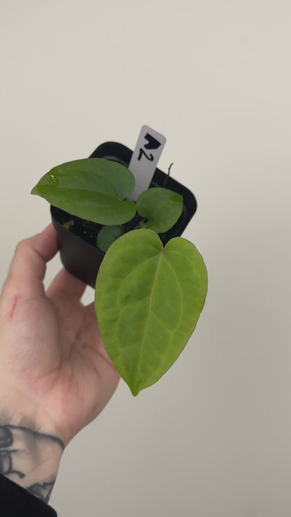 Anthurium ['Antioqua' x (Carlablackiae x Besseae AFF)] x (RVDP x Kunayalense)