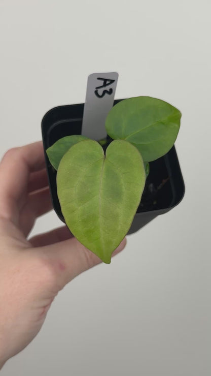 Anthurium ['Antioqua' x (Carlablackiae x Besseae AFF)] x (RVDP x Kunayalense)