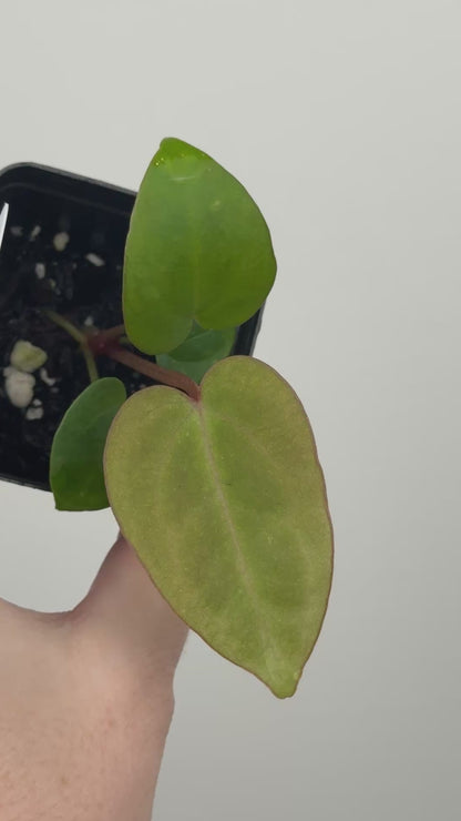 Anthurium ['Antioqua' x (Carlablackiae x Besseae AFF)] x (RVDP x Kunayalense)