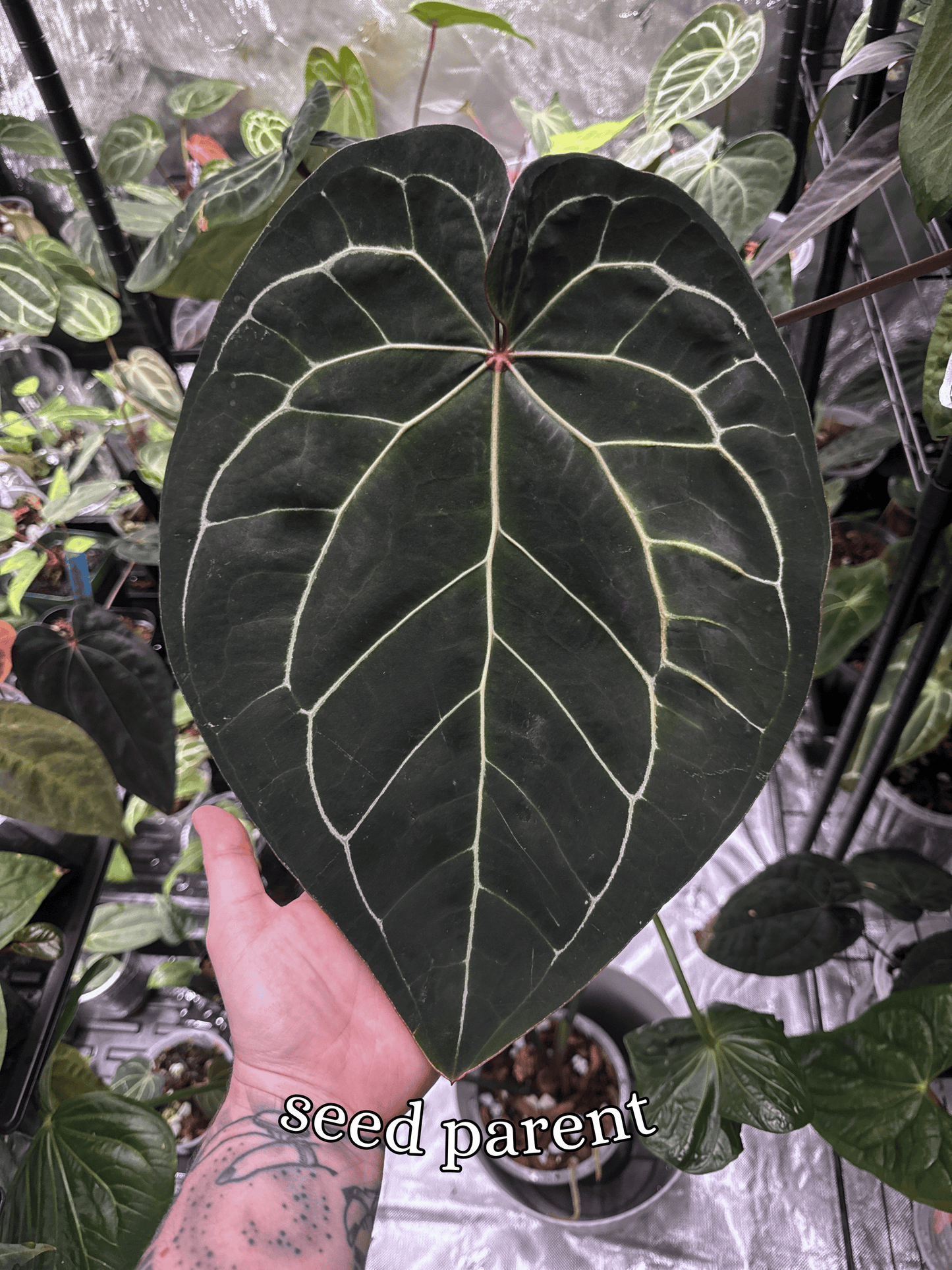 Anthurium ['Antioqua' x (Carlablackiae x Besseae AFF)] x (RVDP x Kunayalense) *GC SEEDLINGS