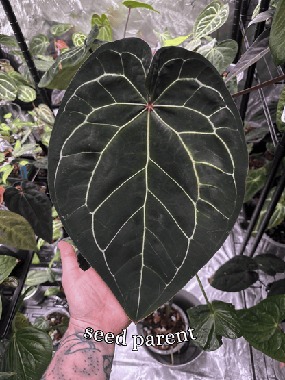 Anthurium ['Antioqua' x (Carlablackiae x Besseae AFF)] x (RVDP x Kunayalense) *GC SEEDLINGS